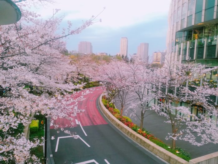 アフタヌーンティーで荒んだ心は桜で癒す