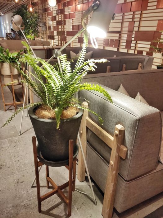 椅子の脇の植物