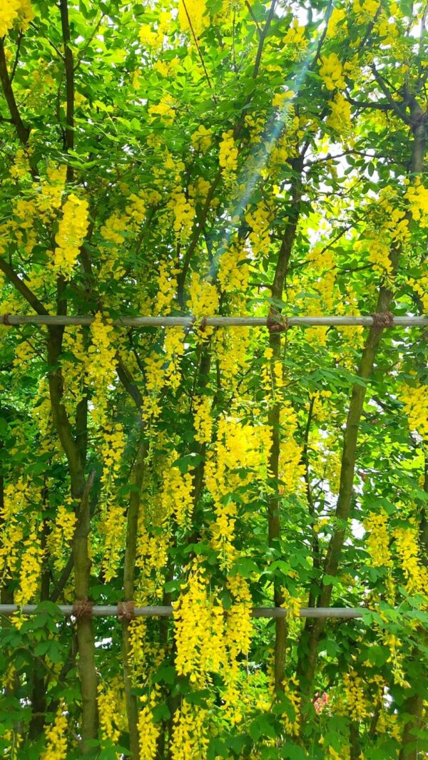 あしかがフラワーパーク