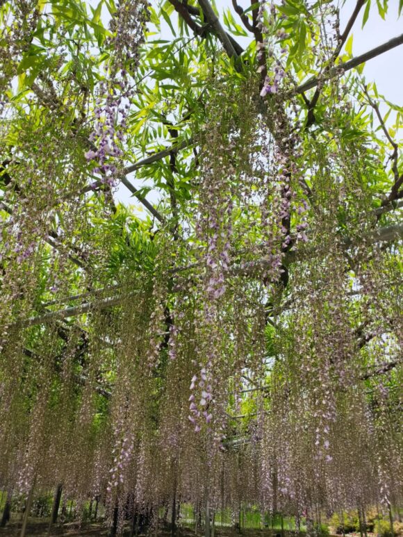 有名な紫の藤は見ごろが終わりかけ