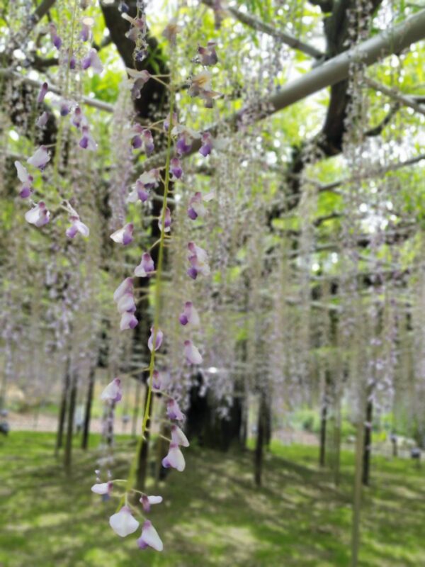 有名な紫の藤は見ごろが終わりかけ