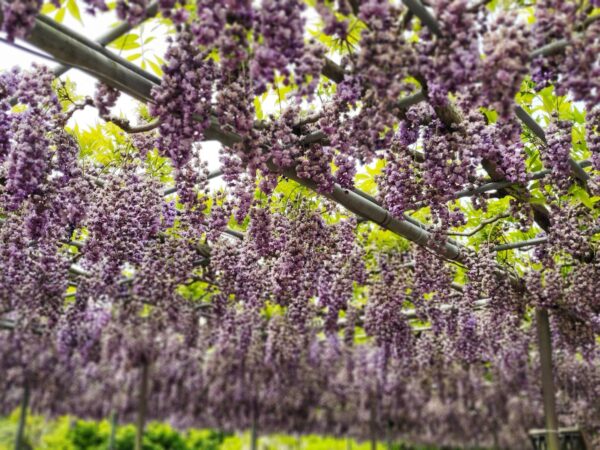 有名な紫の藤は見ごろが終わりかけ