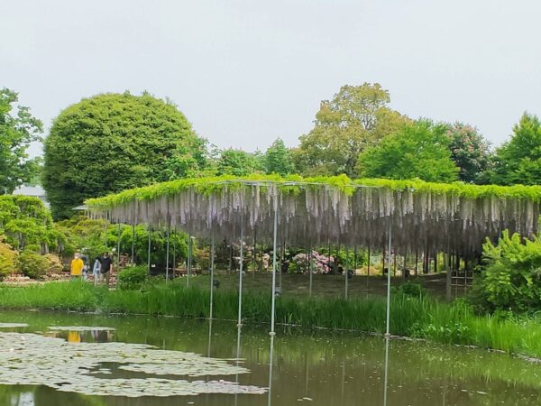 有名な紫の藤は見ごろが終わりかけ