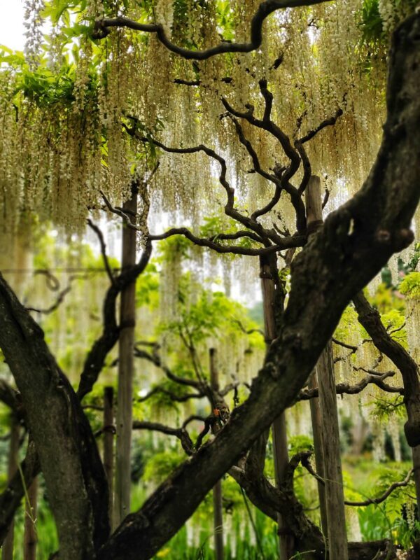 あしかがフラワーパーク