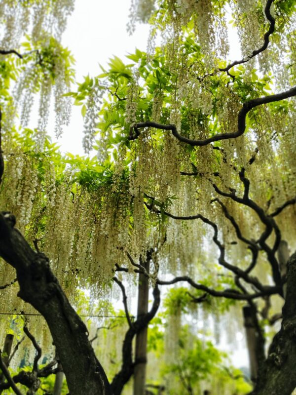 あしかがフラワーパーク