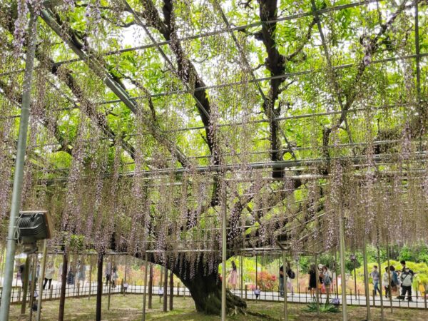 有名な紫の藤は見ごろが終わりかけ