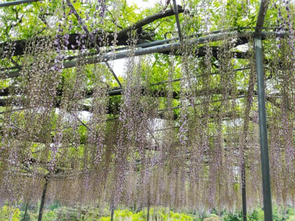 有名な紫の藤は見ごろが終わりかけ