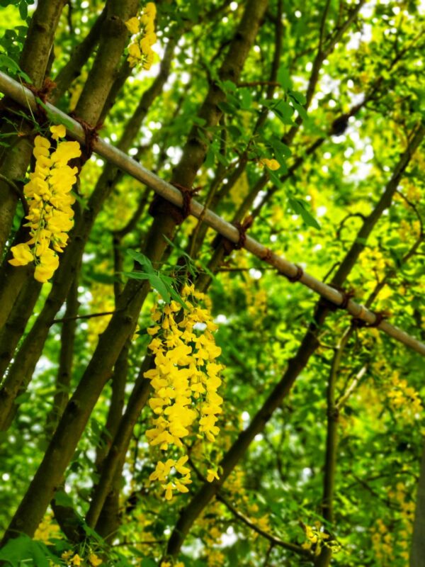 あしかがフラワーパーク