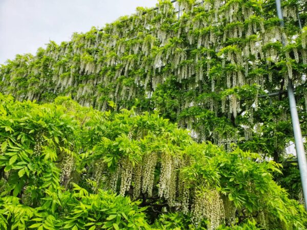 あしかがフラワーパーク