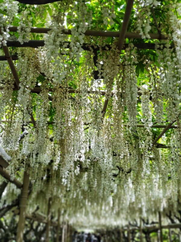 あしかがフラワーパーク