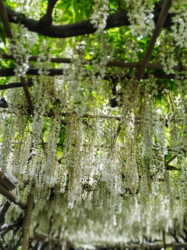 あしかがフラワーパーク