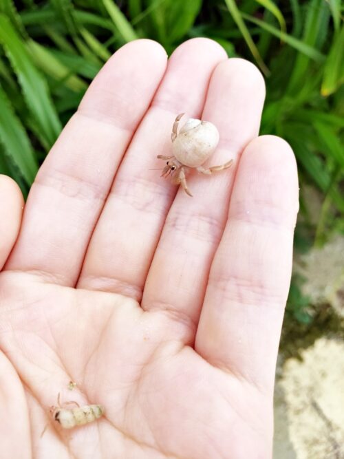 シェラトン沖縄サンマリーナの海は安心・安全